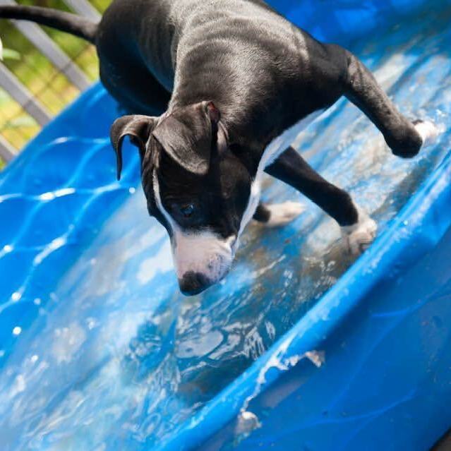 Enlarge Senior Poopus, a Adoptable Mixed Breed in Farmingdale, NJ image 5/6