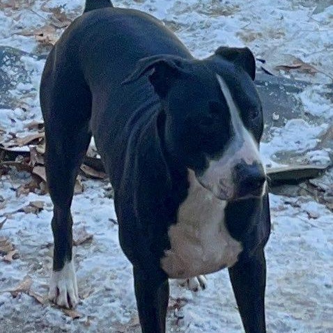 Enlarge Senior Poopus, a Adoptable Mixed Breed in Farmingdale, NJ image 2/6