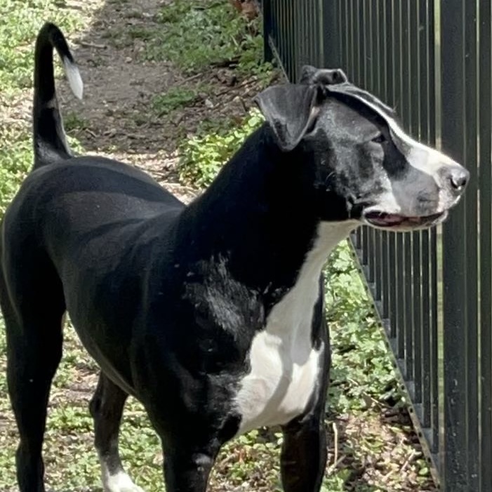 Enlarge Senior Poopus, a Adoptable Mixed Breed in Farmingdale, NJ image 4/6