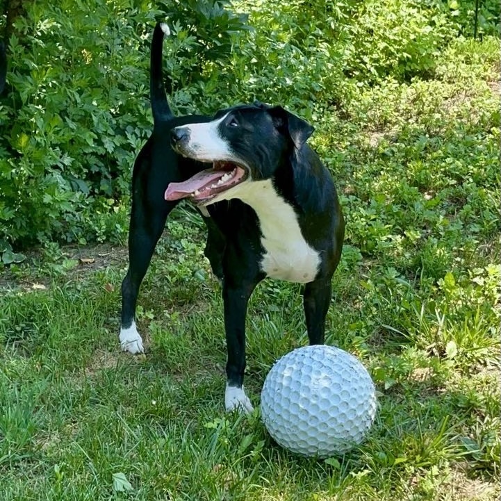 Enlarge Senior Poopus, a Adoptable Mixed Breed in Farmingdale, NJ image 3/6