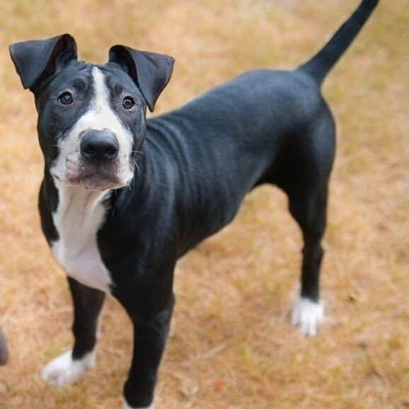 Enlarge Senior Poopus, a Adoptable Mixed Breed in Farmingdale, NJ image 6/6