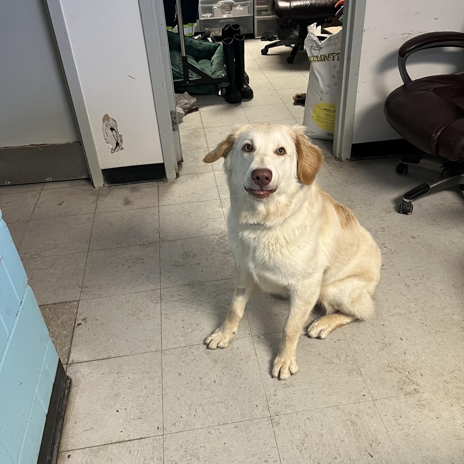 Loki, a ADOPTABLE mixed breed in St Thomas, ON image 4/5