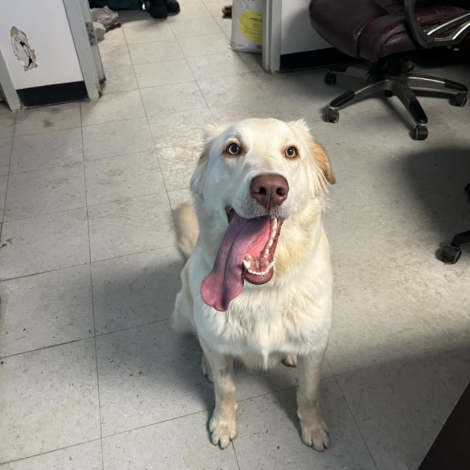 Loki, a ADOPTABLE mixed breed in St Thomas, ON image 5/5