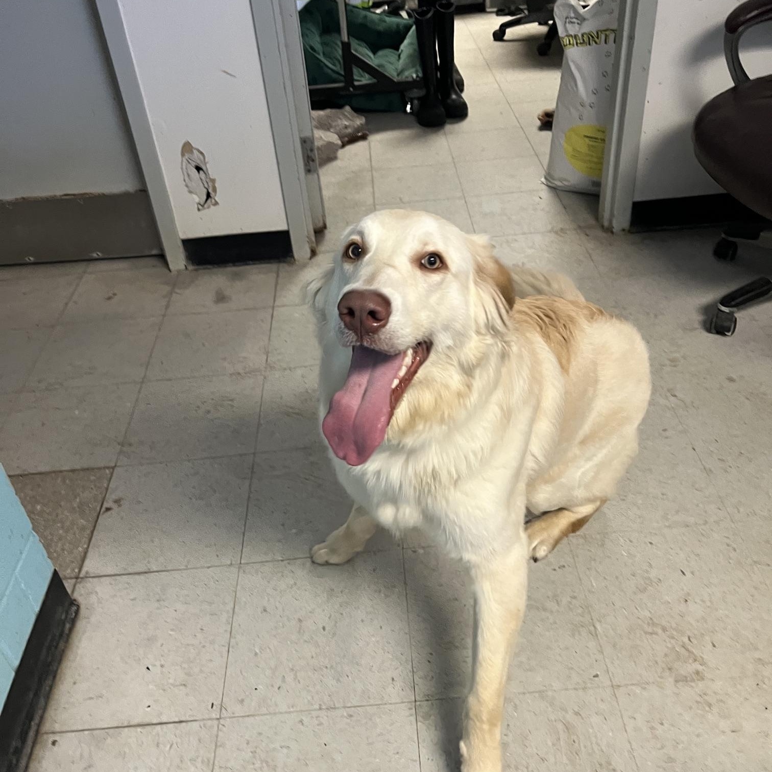 Loki, a ADOPTABLE mixed breed in St Thomas, ON image 2/5