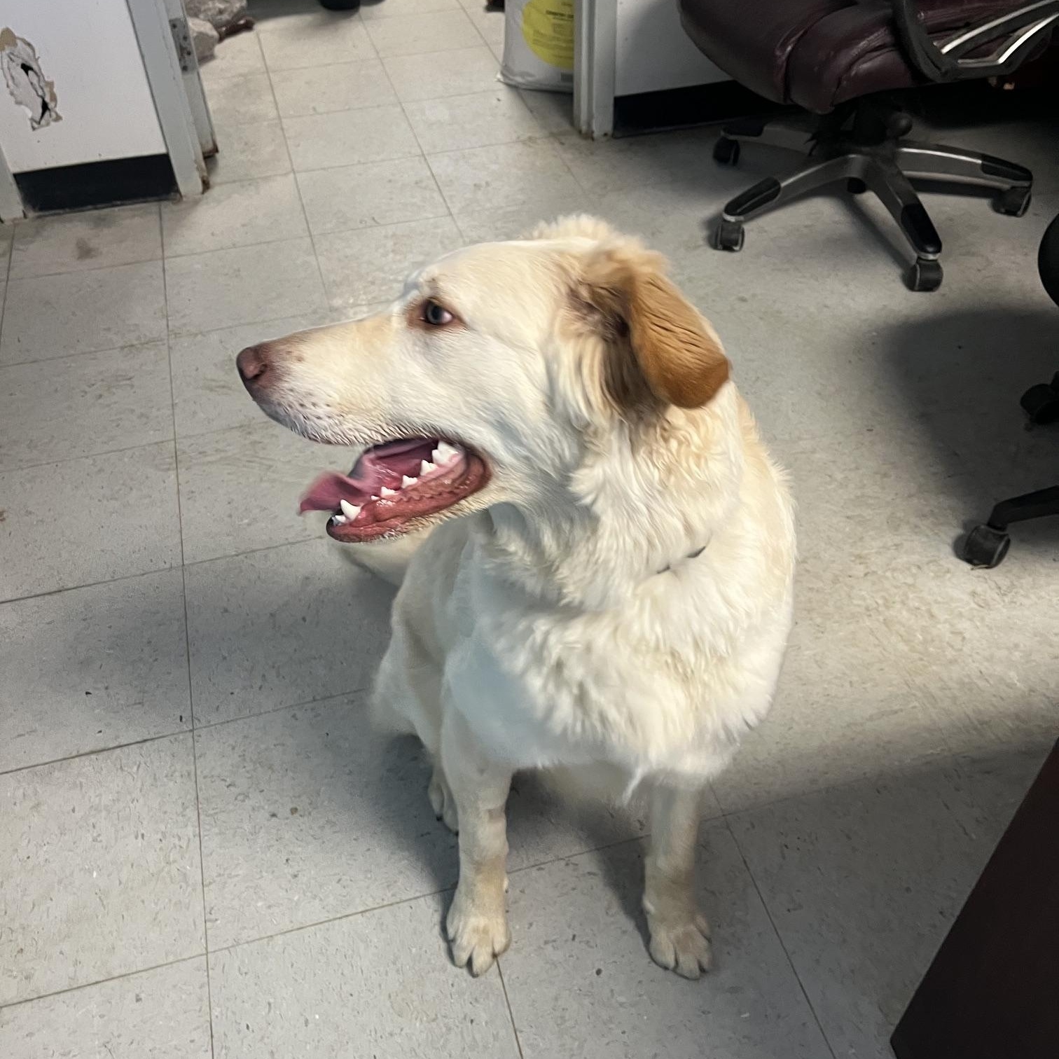 Loki, a ADOPTABLE mixed breed in St Thomas, ON image 3/5