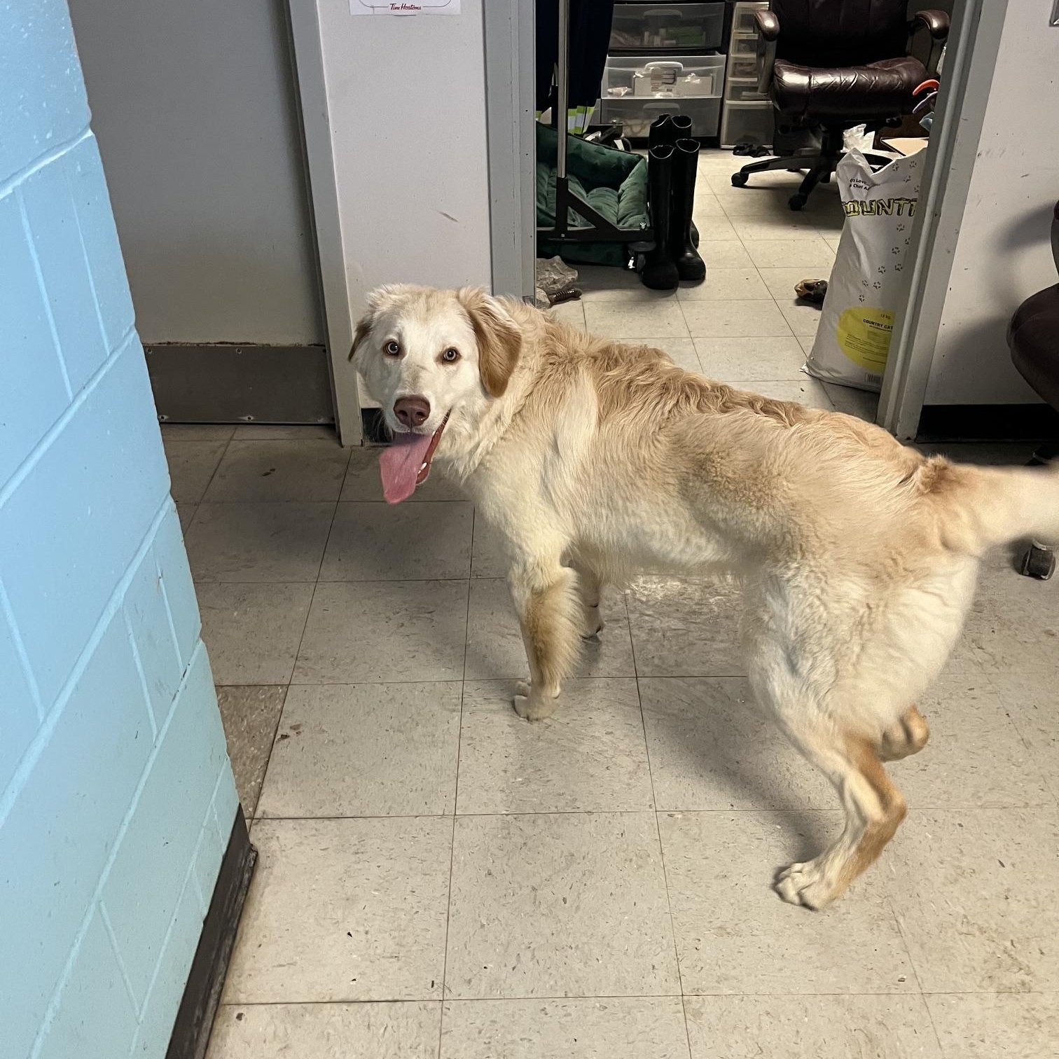 Loki, ADOPTABLE, Young Male Great Pyrenees & Labrador Retriever.