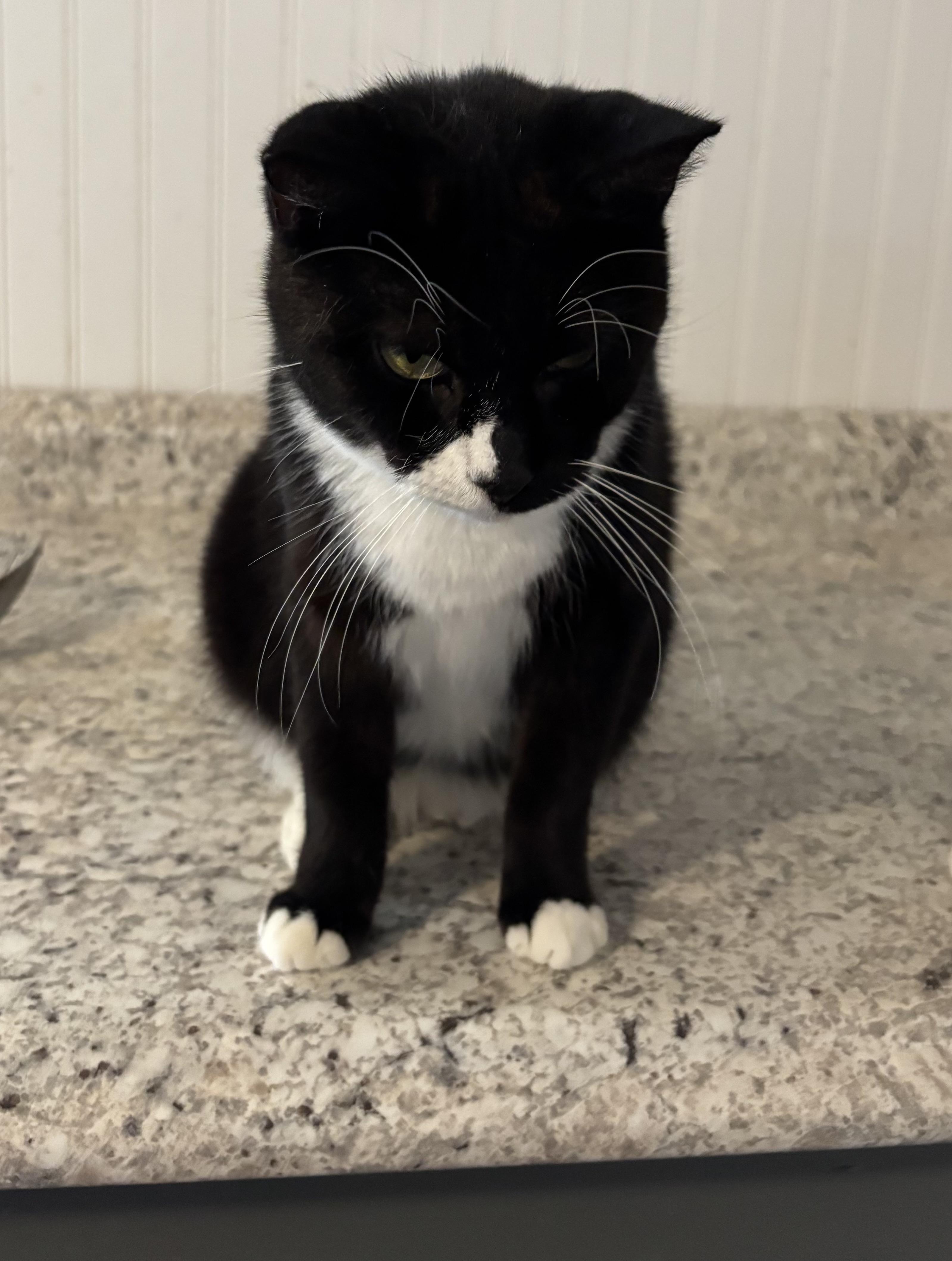 Enlarge Ivy, a ADOPTABLE Domestic Short Hair in Hemingway, SC image 1/1
