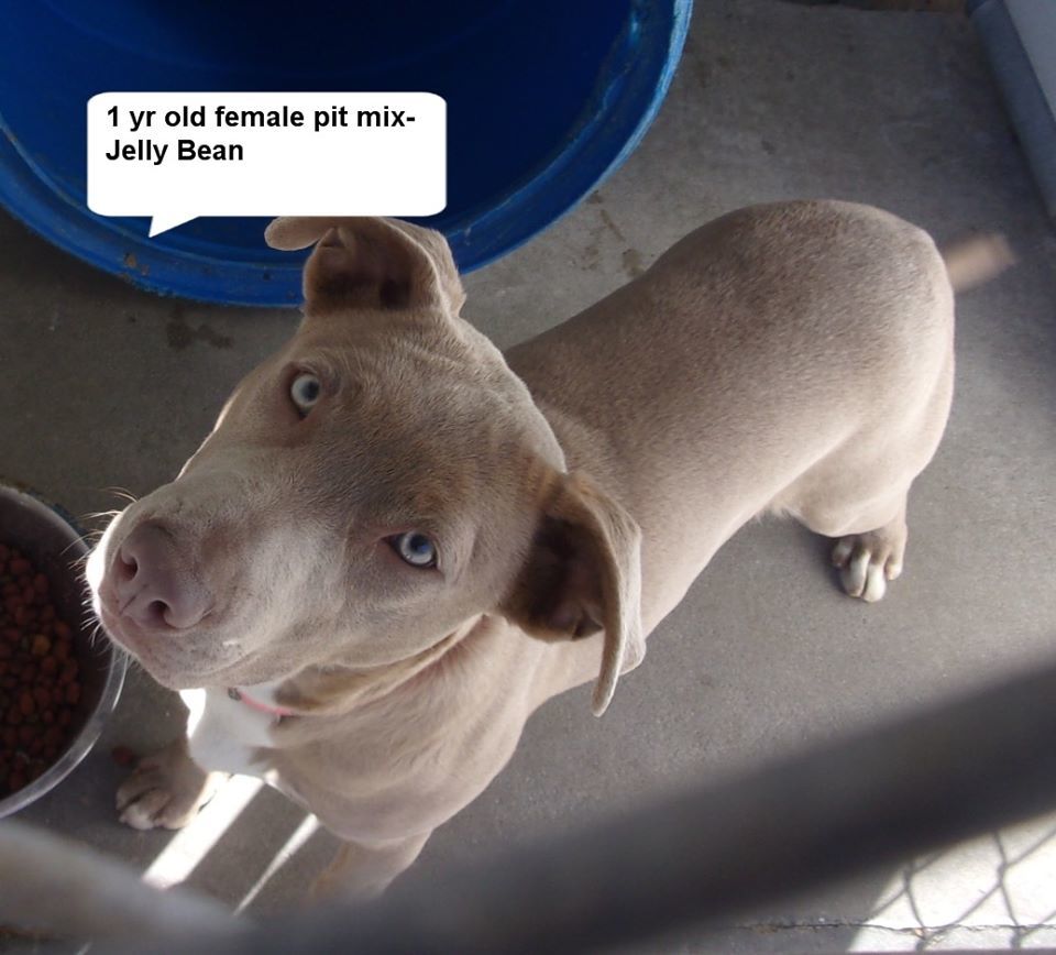 Jelly Bean, a Adoptable Terrier in Elizabethtown, NC image 3/3