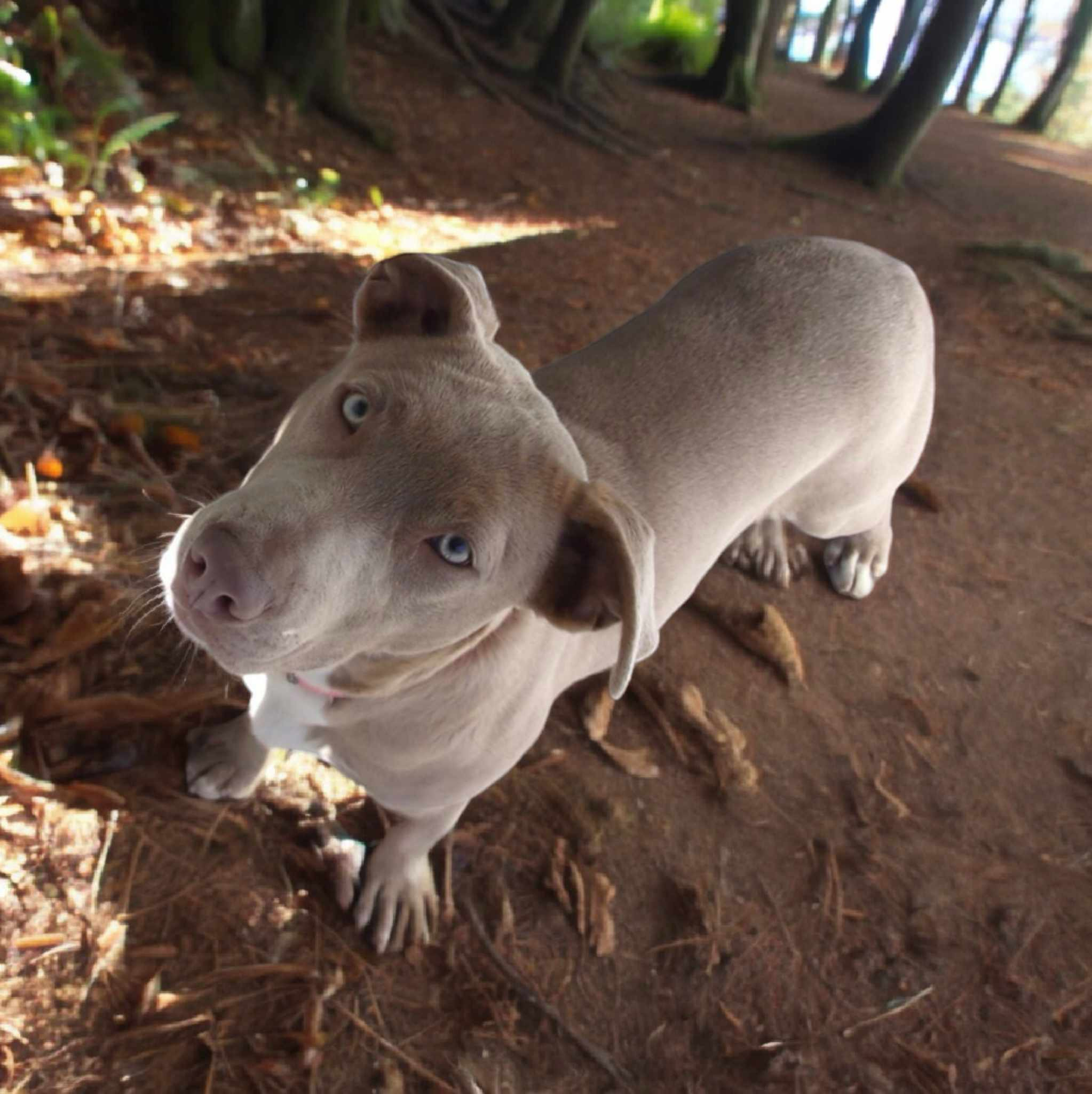 Jelly Bean, a Adoptable Terrier in Elizabethtown, NC image 1/3