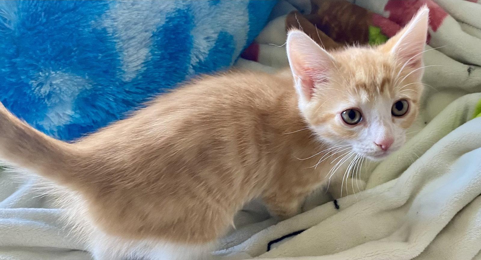 Ross, Adoptable, Kitten Male Domestic Short Hair.