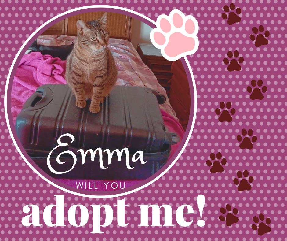 Emma, Adoptable, Adult Female American Shorthair.