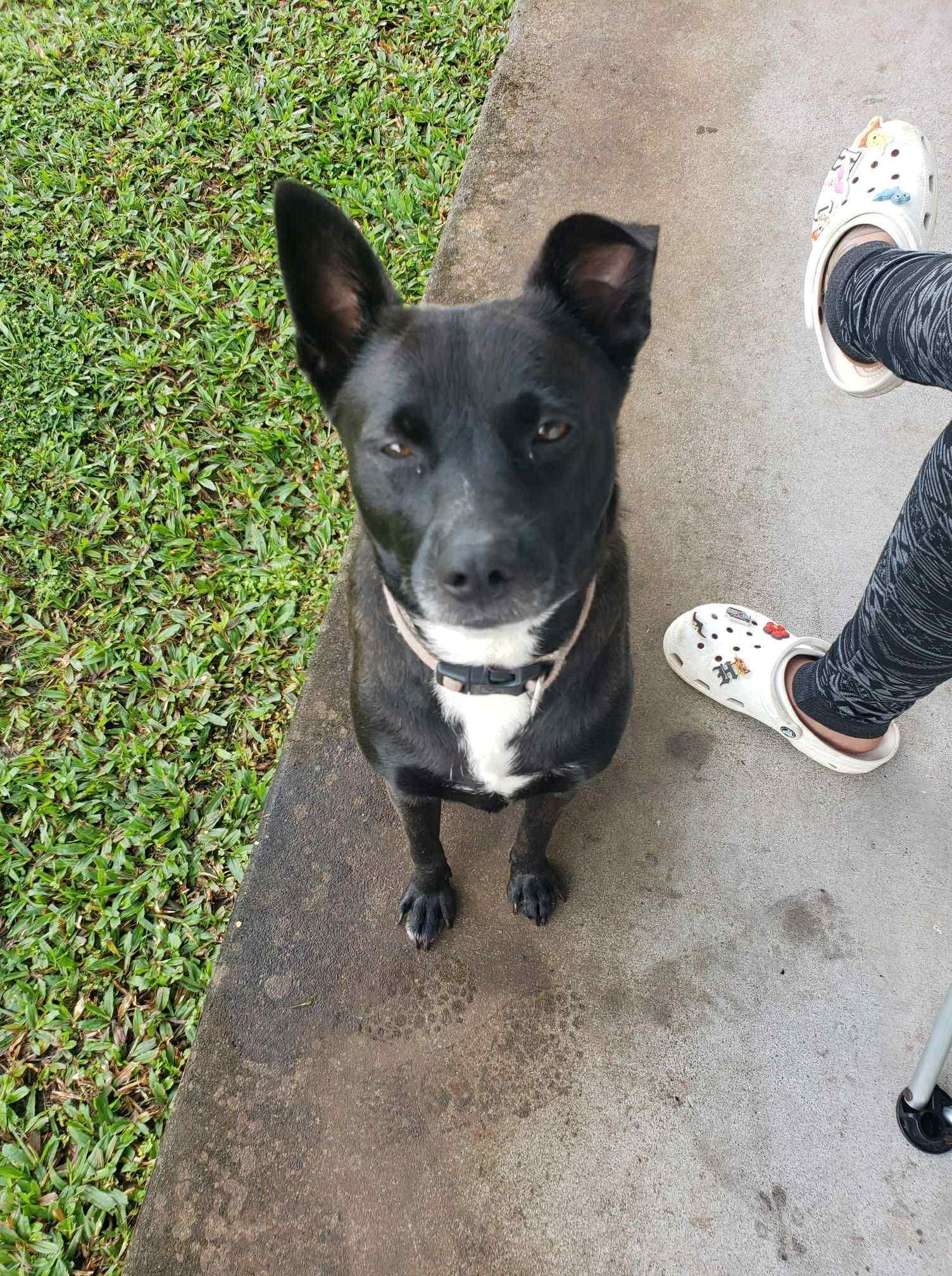 Ipo, a ADOPTABLE mixed breed in MOUNTAIN VIEW, HI image 4/4