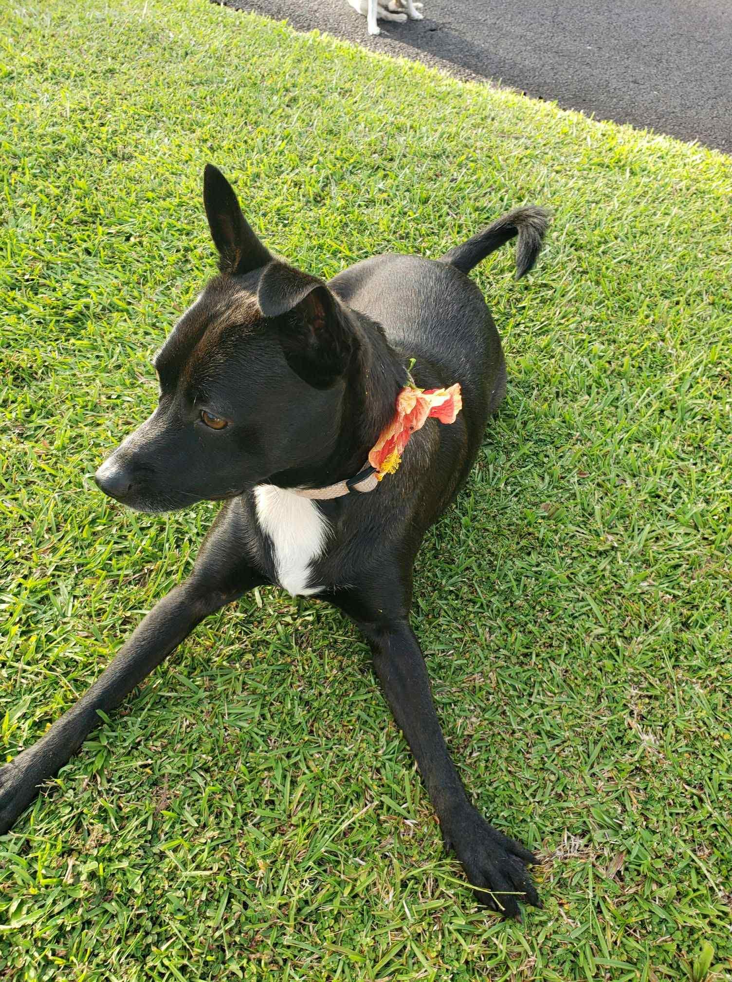 Ipo, a ADOPTABLE mixed breed in MOUNTAIN VIEW, HI image 1/4