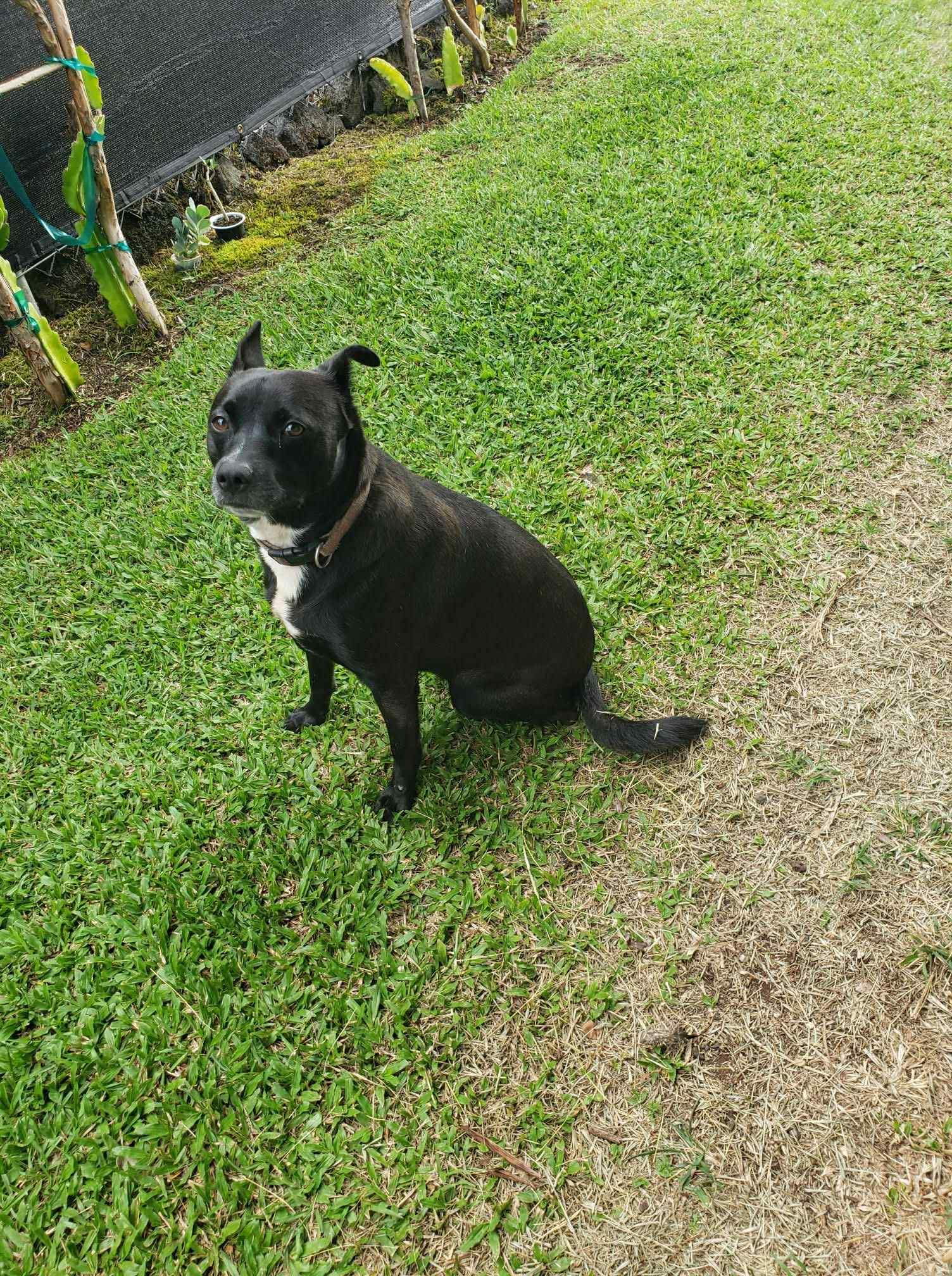 Ipo, a ADOPTABLE mixed breed in MOUNTAIN VIEW, HI image 3/4