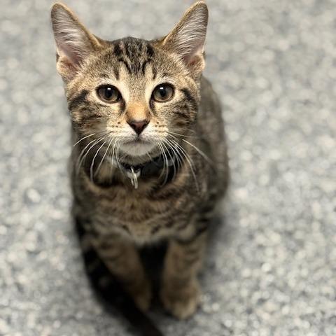 Army, ADOPTABLE, Kitten Male Domestic Short Hair.
