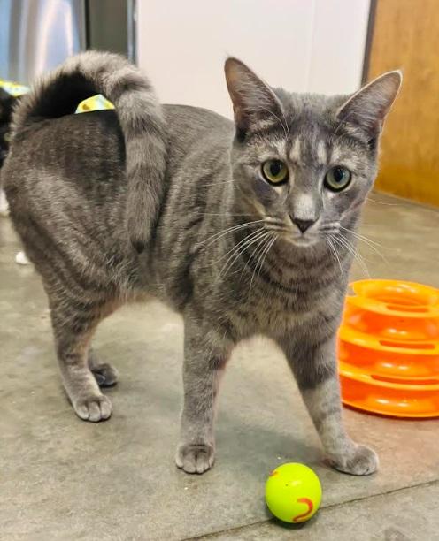 Enlarge Zebra, a Adoptable Domestic Short Hair in Salisbury, NC image 1/6
