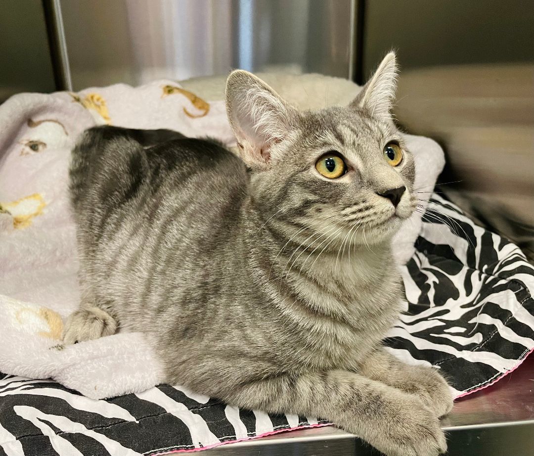 Enlarge Zebra, a Adoptable Domestic Short Hair in Salisbury, NC image 6/6