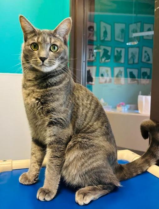 Enlarge Zebra, a Adoptable Domestic Short Hair in Salisbury, NC image 3/6