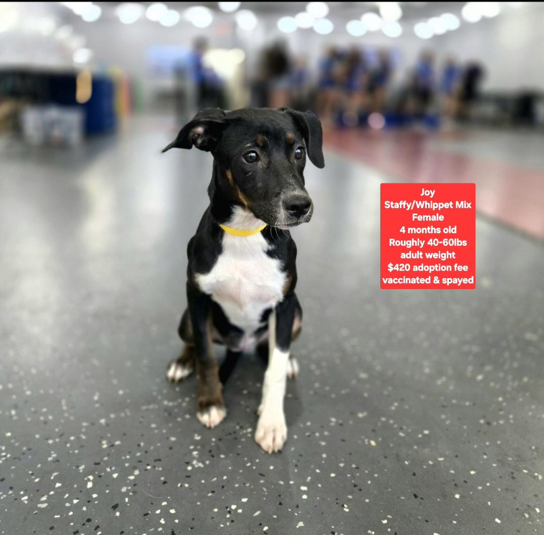 Joy, ADOPTABLE, Puppy Female Staffordshire Bull Terrier & Whippet.