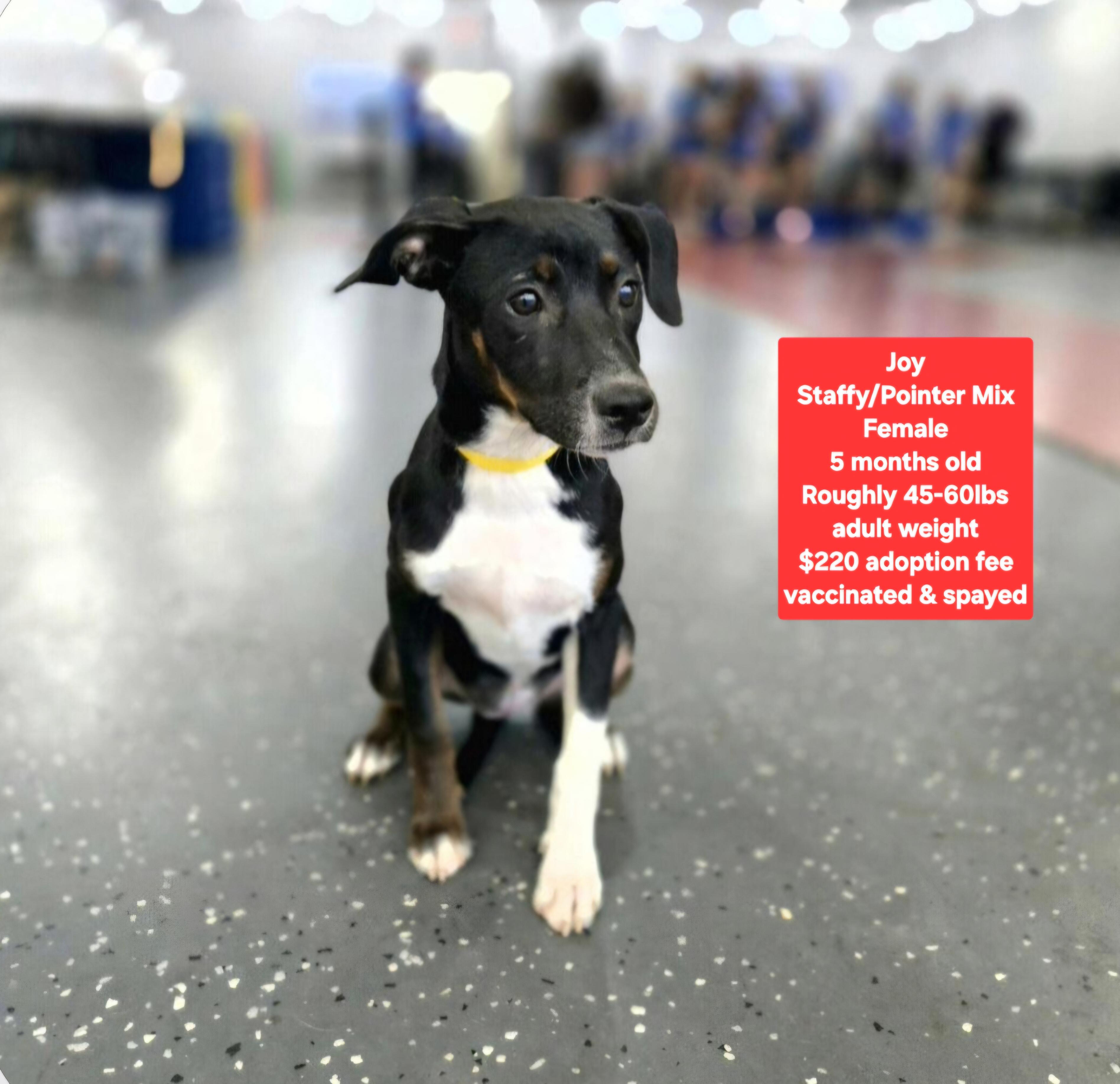 Enlarge Joy, a Adoptable mixed breed in Oviedo, FL image 1/1