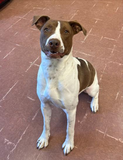 Enlarge Jack, an adoptable mixed breed in Rapid City, SD image 4/4