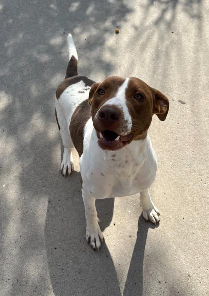 Enlarge Jack, an adoptable mixed breed in Rapid City, SD image 2/4