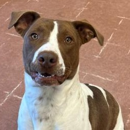 Jack, adoptable, Young Male Terrier.