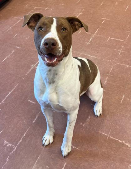 Enlarge Jack, an adoptable mixed breed in Rapid City, SD image 3/4