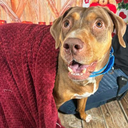 Margo, Adoptable, Adult Female Doberman Pinscher & Catahoula Leopard Dog.