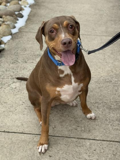 Enlarge Margo, a Adoptable mixed breed in Gastonia, NC image 2/3