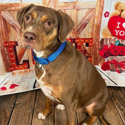 Enlarge Margo, a Adoptable mixed breed in Gastonia, NC image 3/3