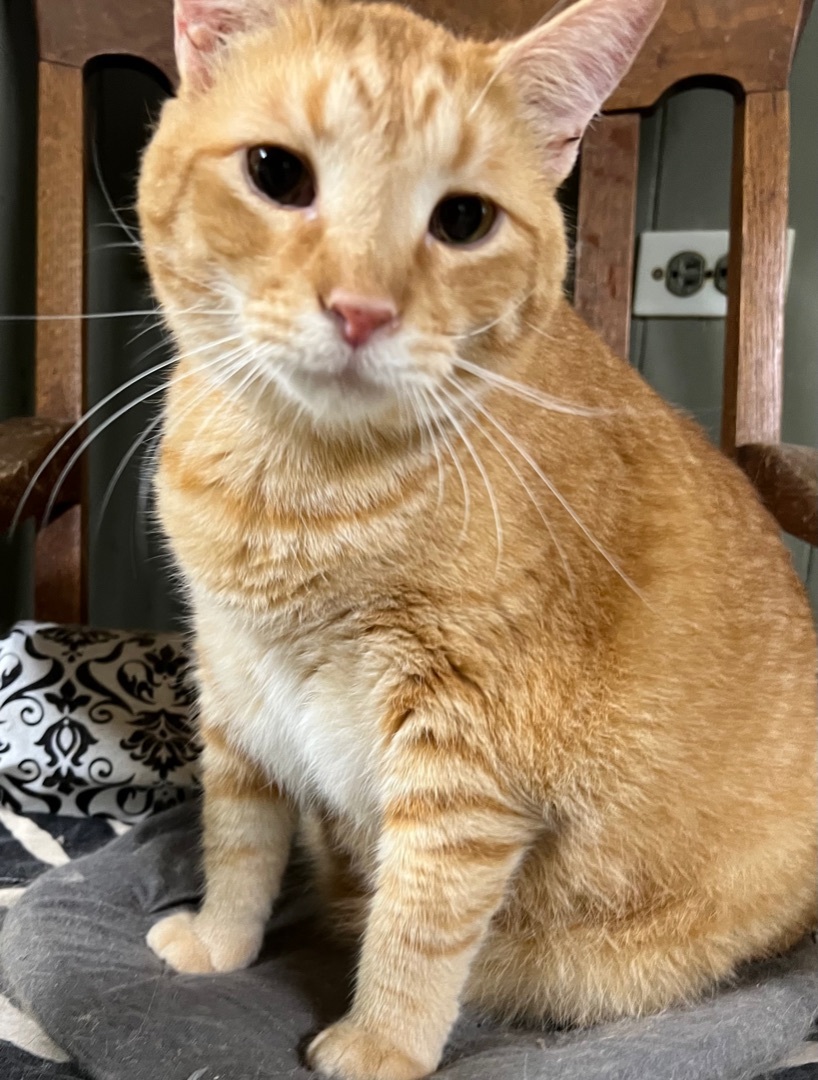 Enlarge Gaze -special needs, a Adoptable American Shorthair in Yellville, AR image 1/4