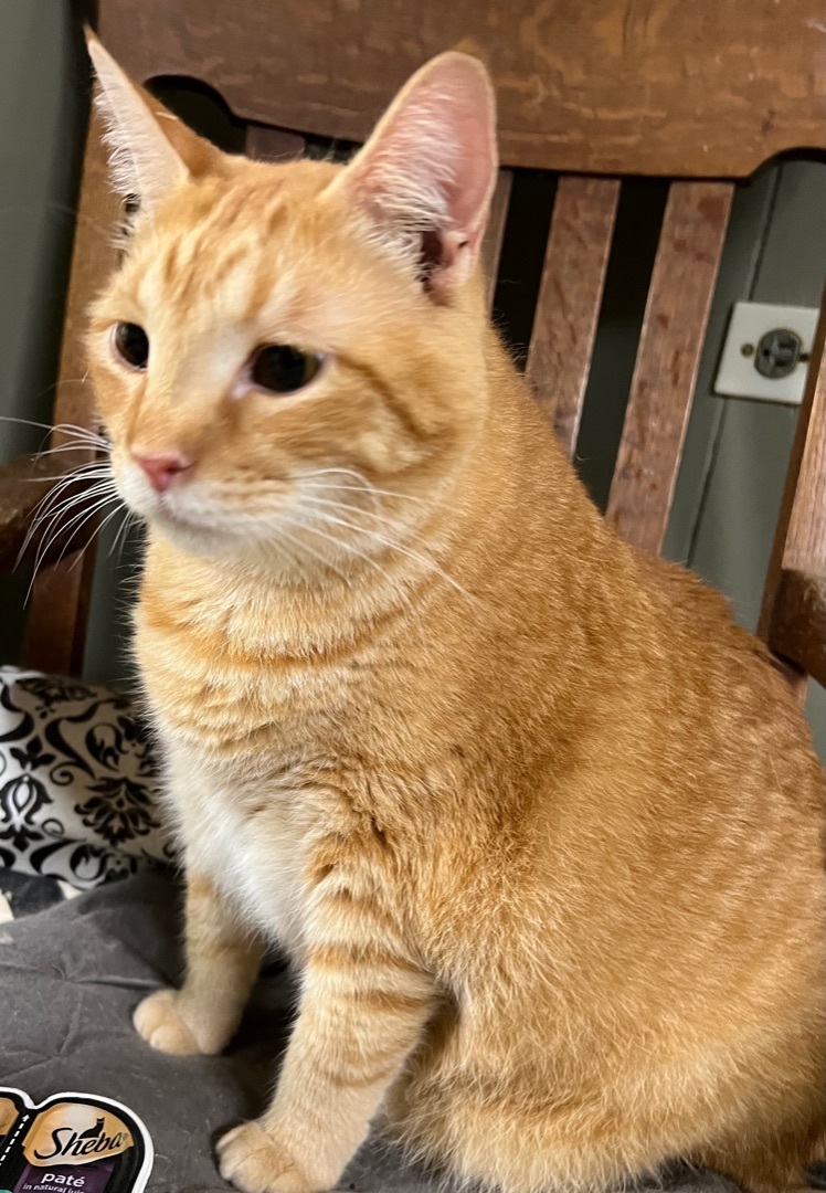 Enlarge Gaze -special needs, a Adoptable American Shorthair in Yellville, AR image 2/4