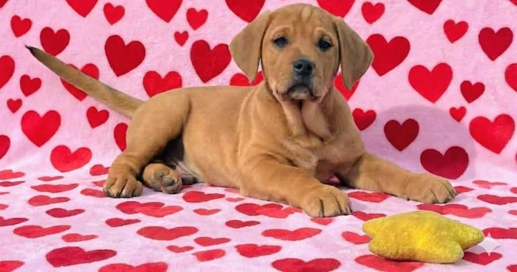 Mr. Pickles, a Adoptable mixed breed in Archbold , OH image 1/5