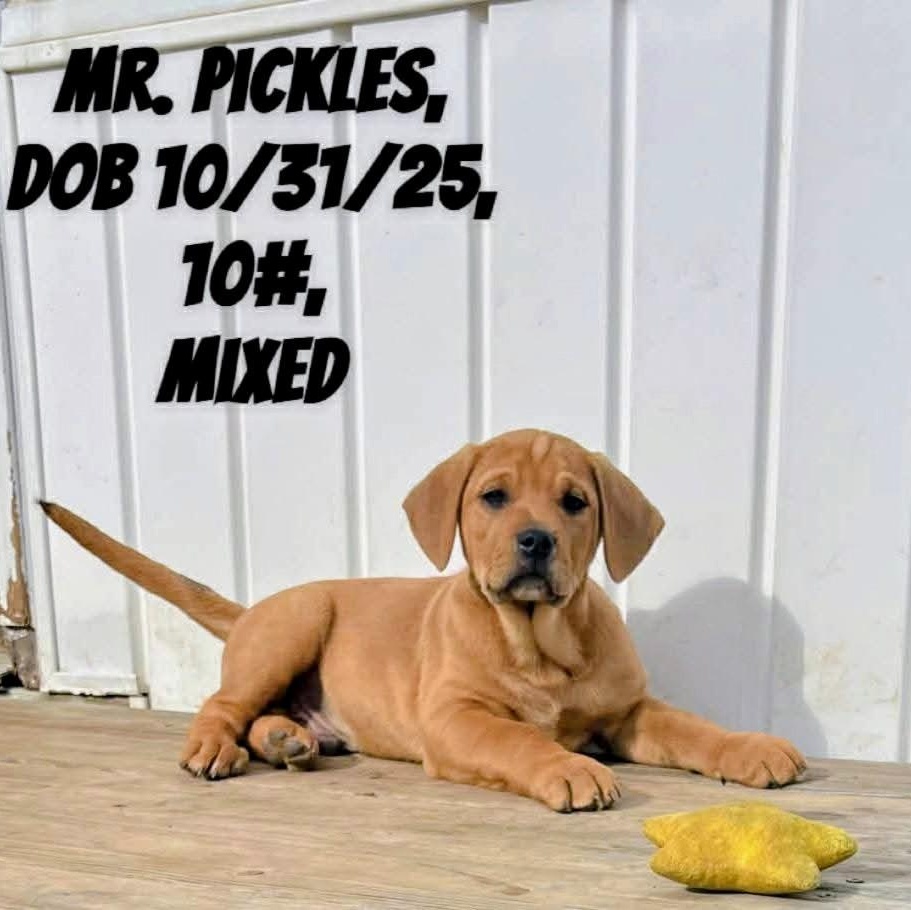 Mr. Pickles, a Adoptable mixed breed in Archbold , OH image 3/5