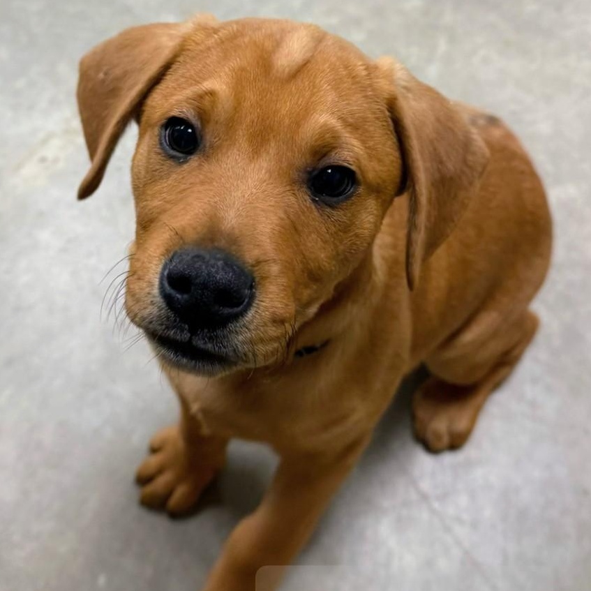 Mr. Pickles, a Adoptable mixed breed in Archbold , OH image 2/5