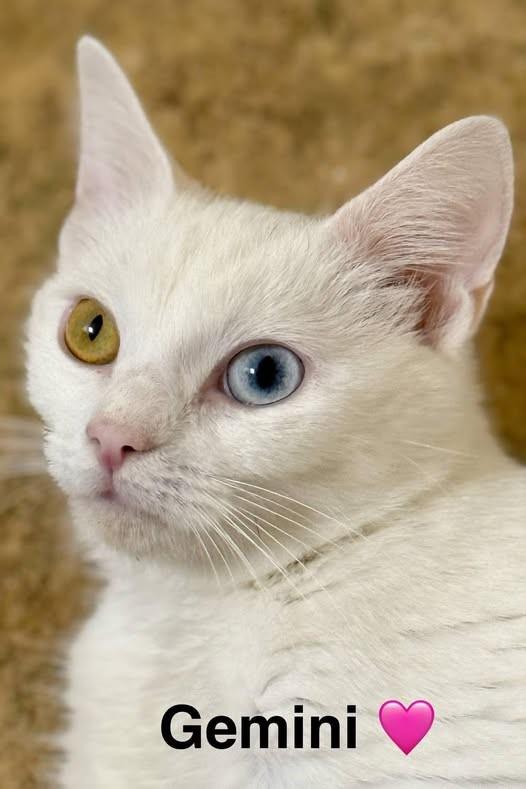 Gemini photo 1