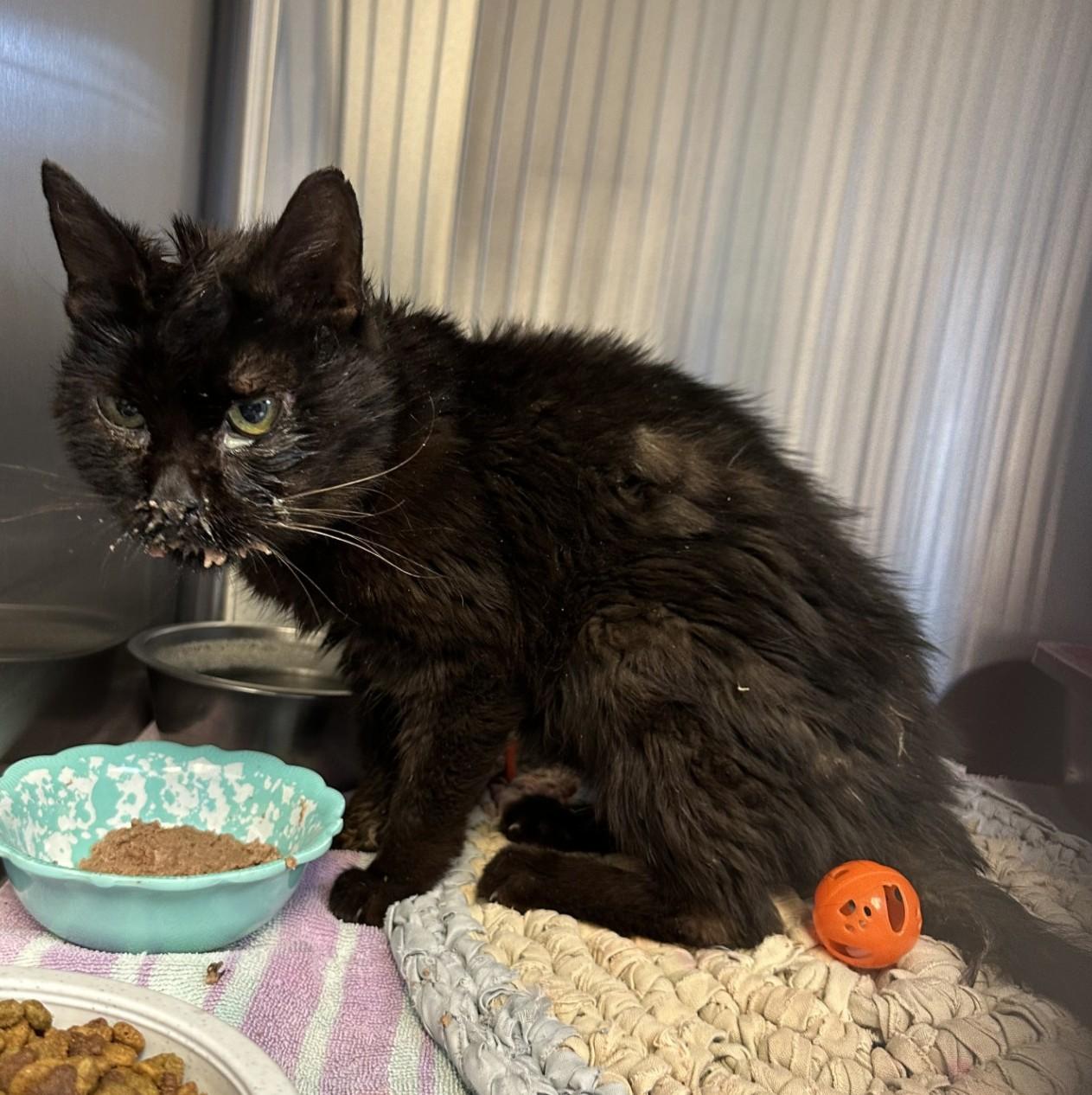 59889905, ADOPTABLE, Adult Female Domestic Medium Hair.