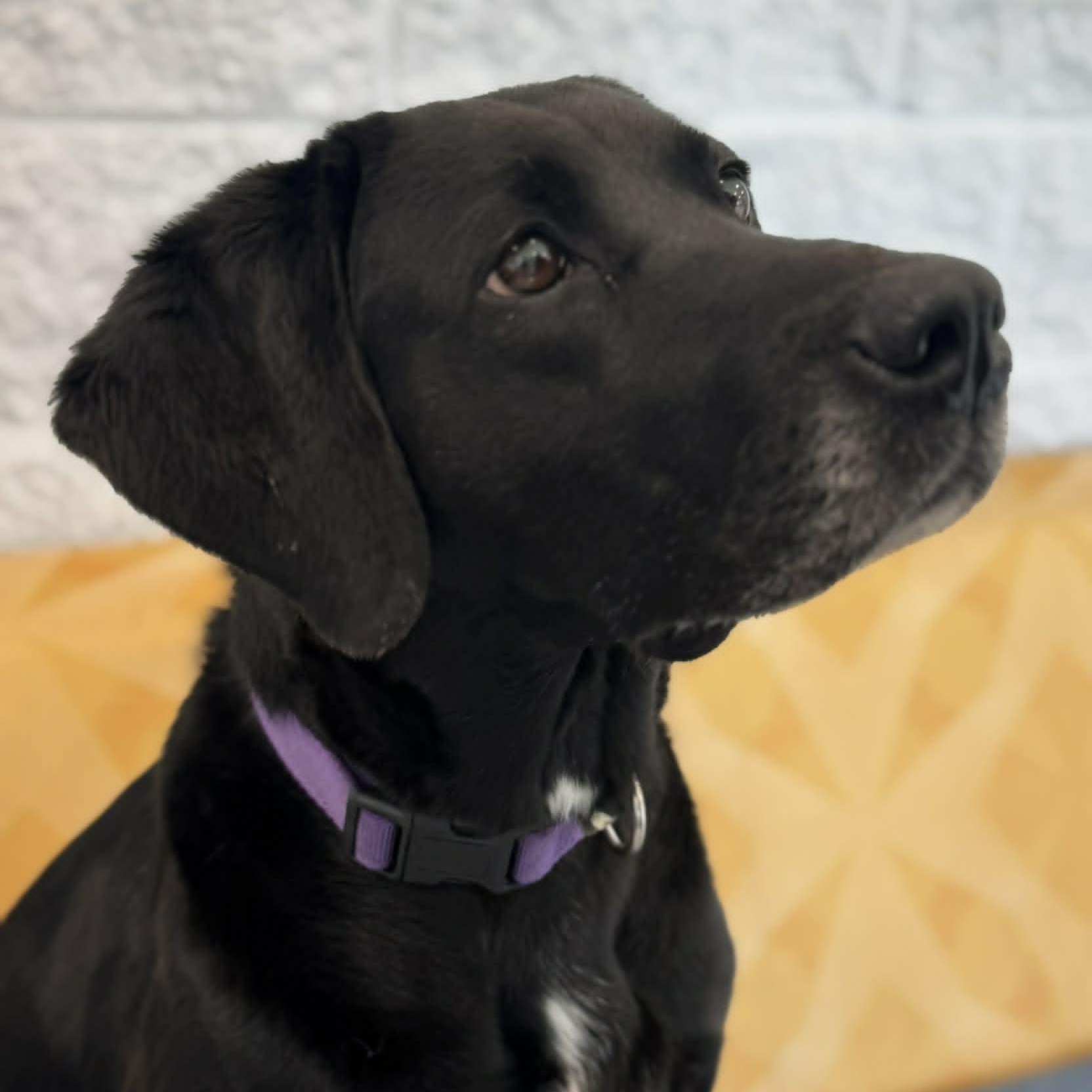 Winnie, ADOPTABLE, Young Female Labrador Retriever.