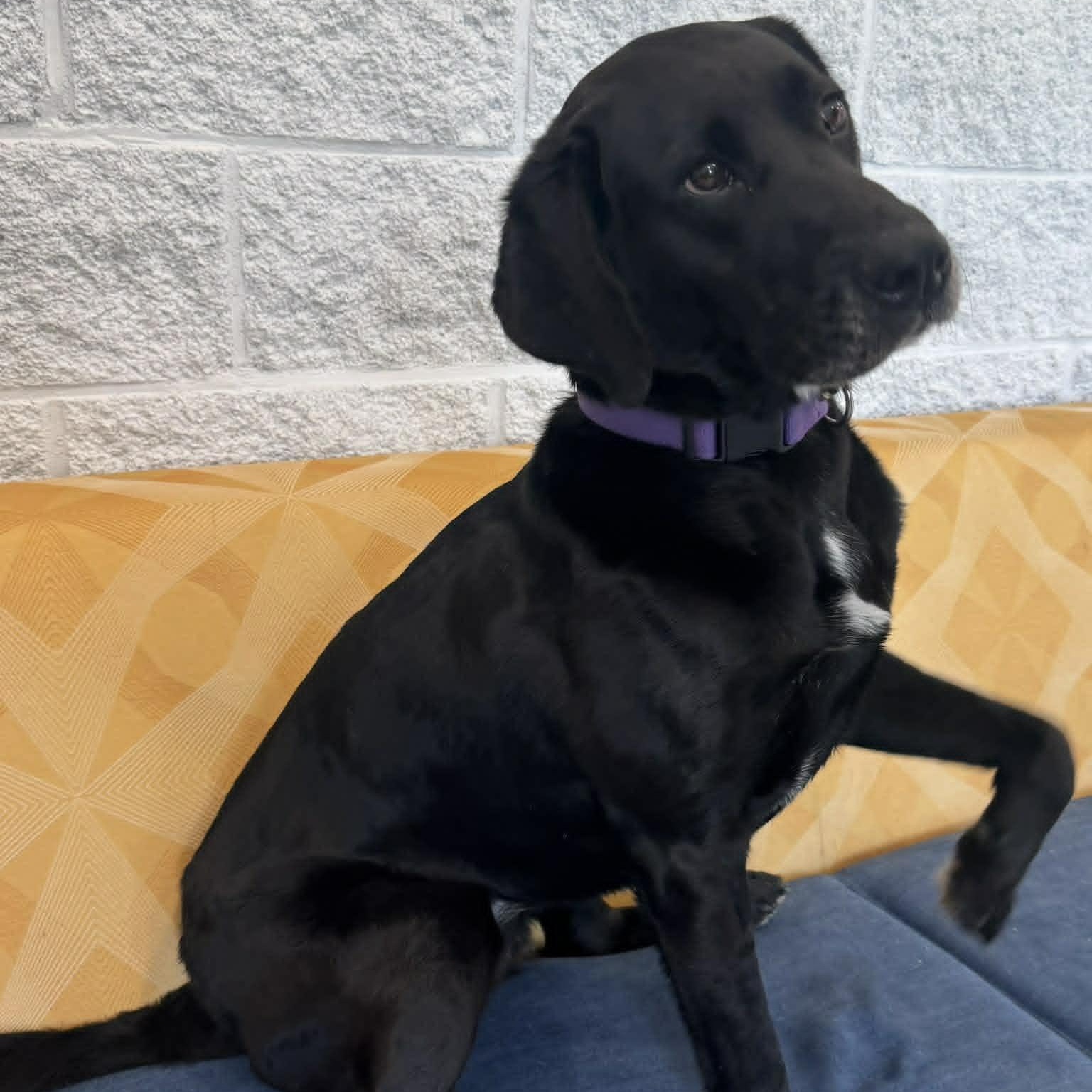 Enlarge Winnie, a ADOPTABLE mixed breed in Danbury, CT image 3/5