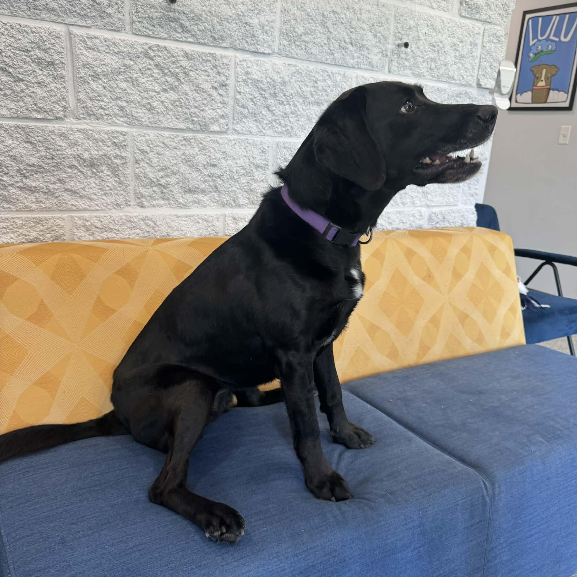 Enlarge Winnie, a ADOPTABLE mixed breed in Danbury, CT image 5/5