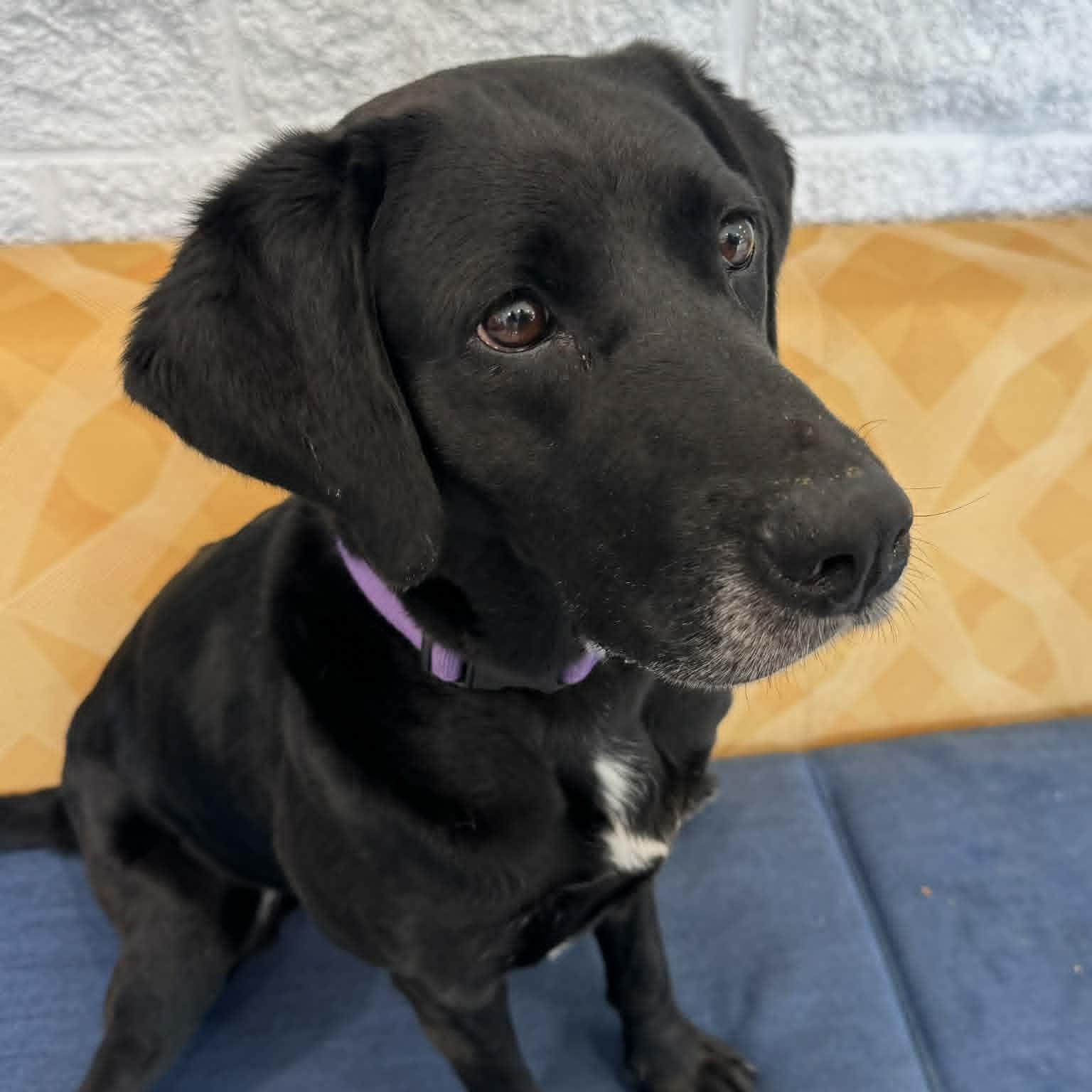 Enlarge Winnie, a ADOPTABLE mixed breed in Danbury, CT image 4/5