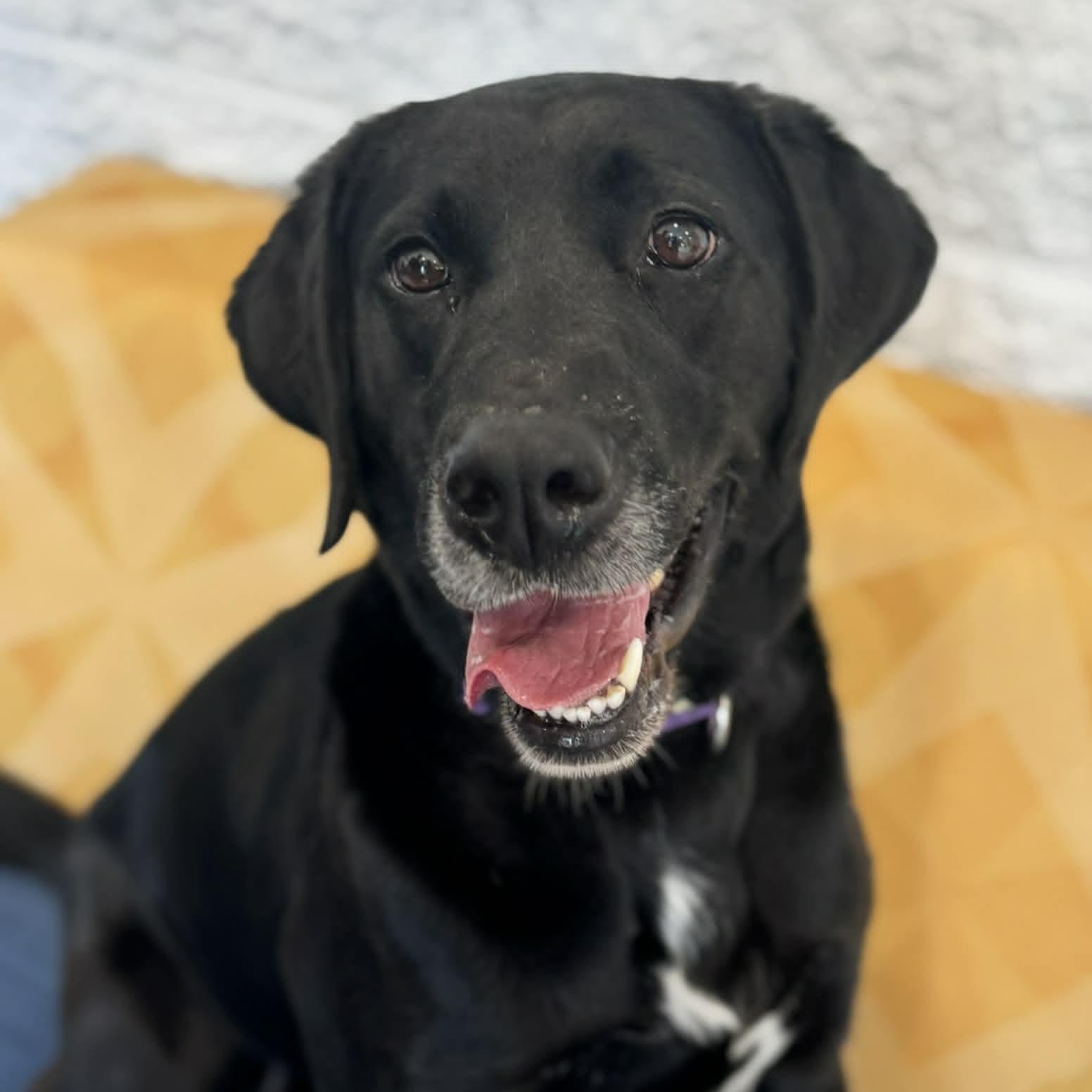 Enlarge Winnie, a ADOPTABLE mixed breed in Danbury, CT image 2/5