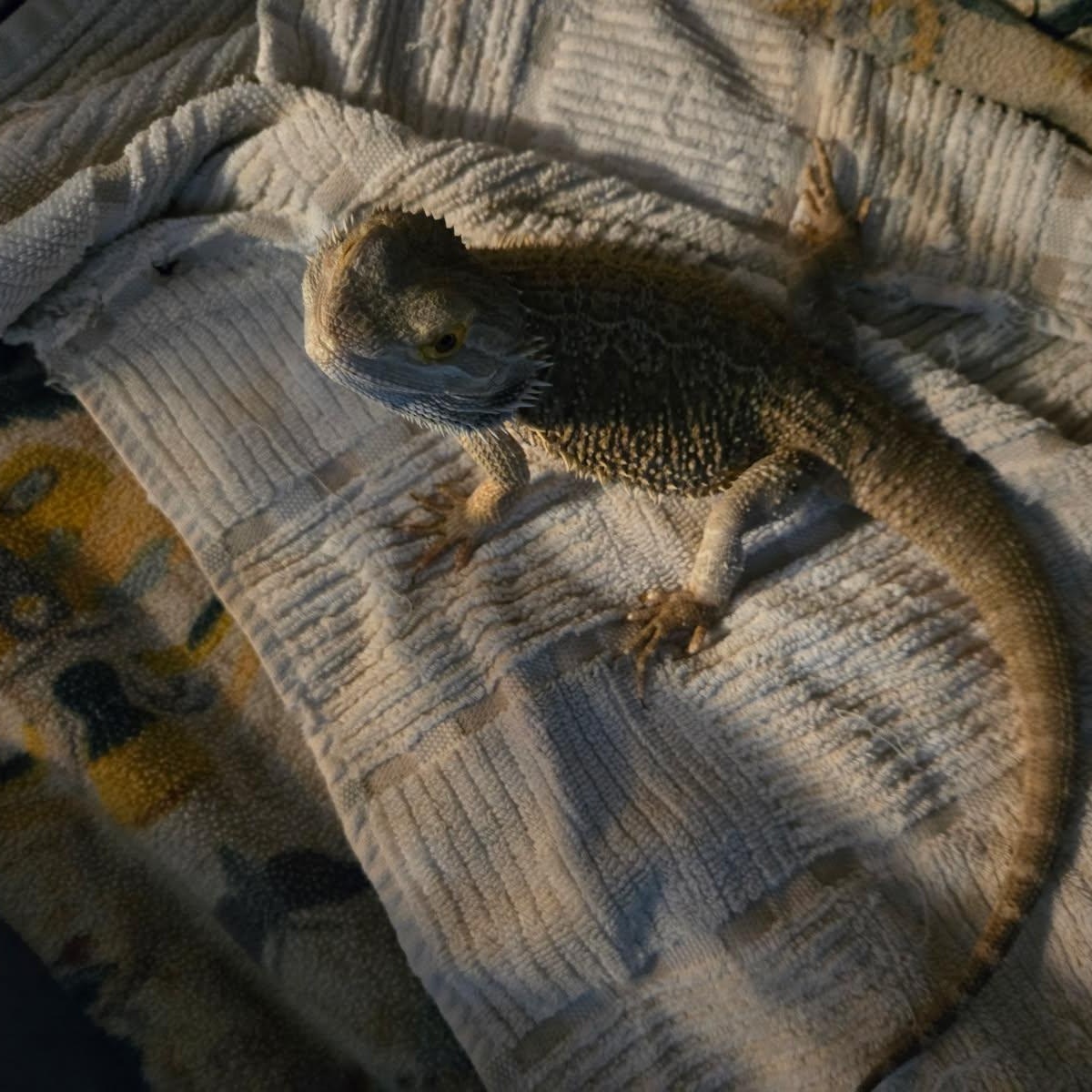 Enlarge Truman, a Adopted Bearded Dragon in Dearborn, MO image 3/4