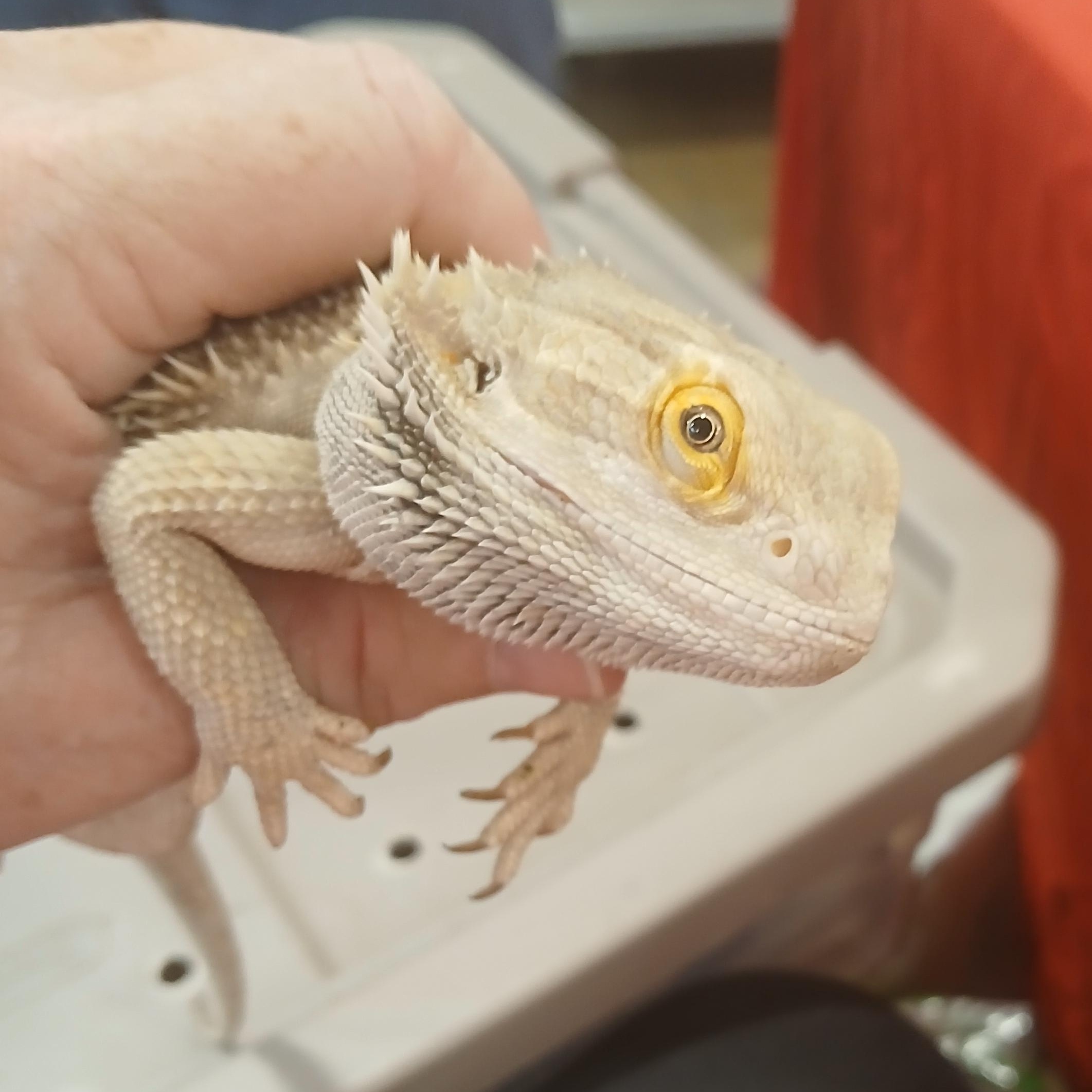 Enlarge Truman, a Adopted Bearded Dragon in Dearborn, MO image 4/4