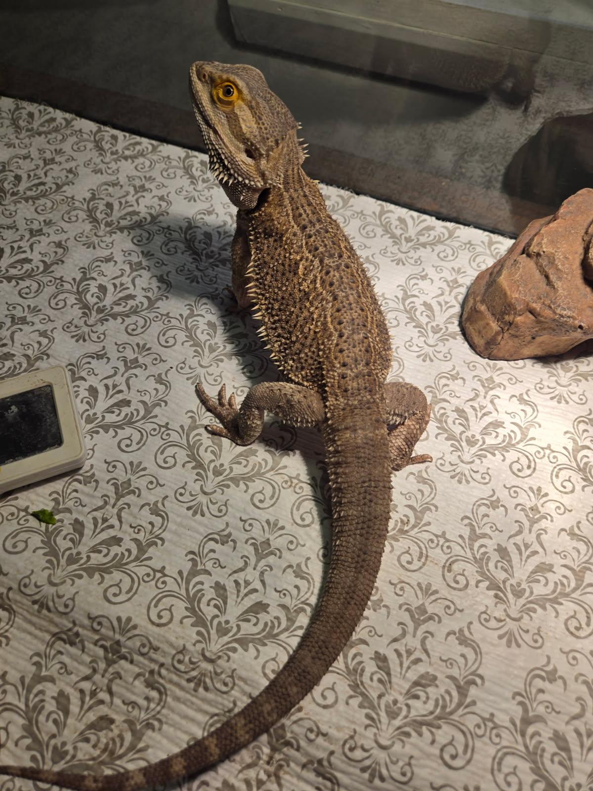 Truman, Adopted, Adult Male Bearded Dragon.