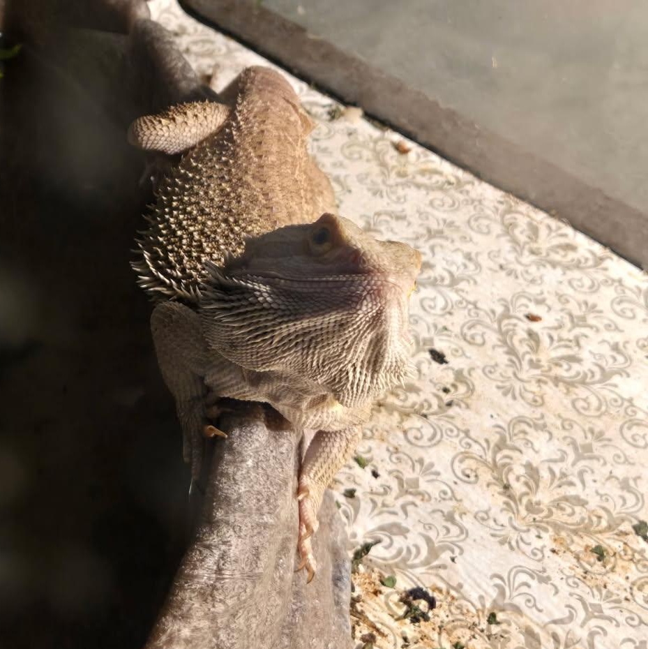Enlarge Truman, a Adopted Bearded Dragon in Dearborn, MO image 2/4