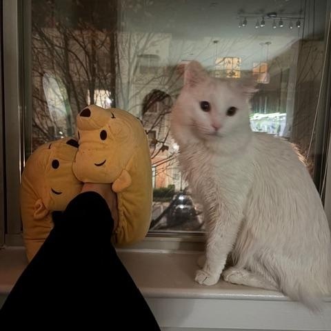 Enlarge Nimbus, a ADOPTABLE Domestic Medium Hair in Melrose, MA image 6/6