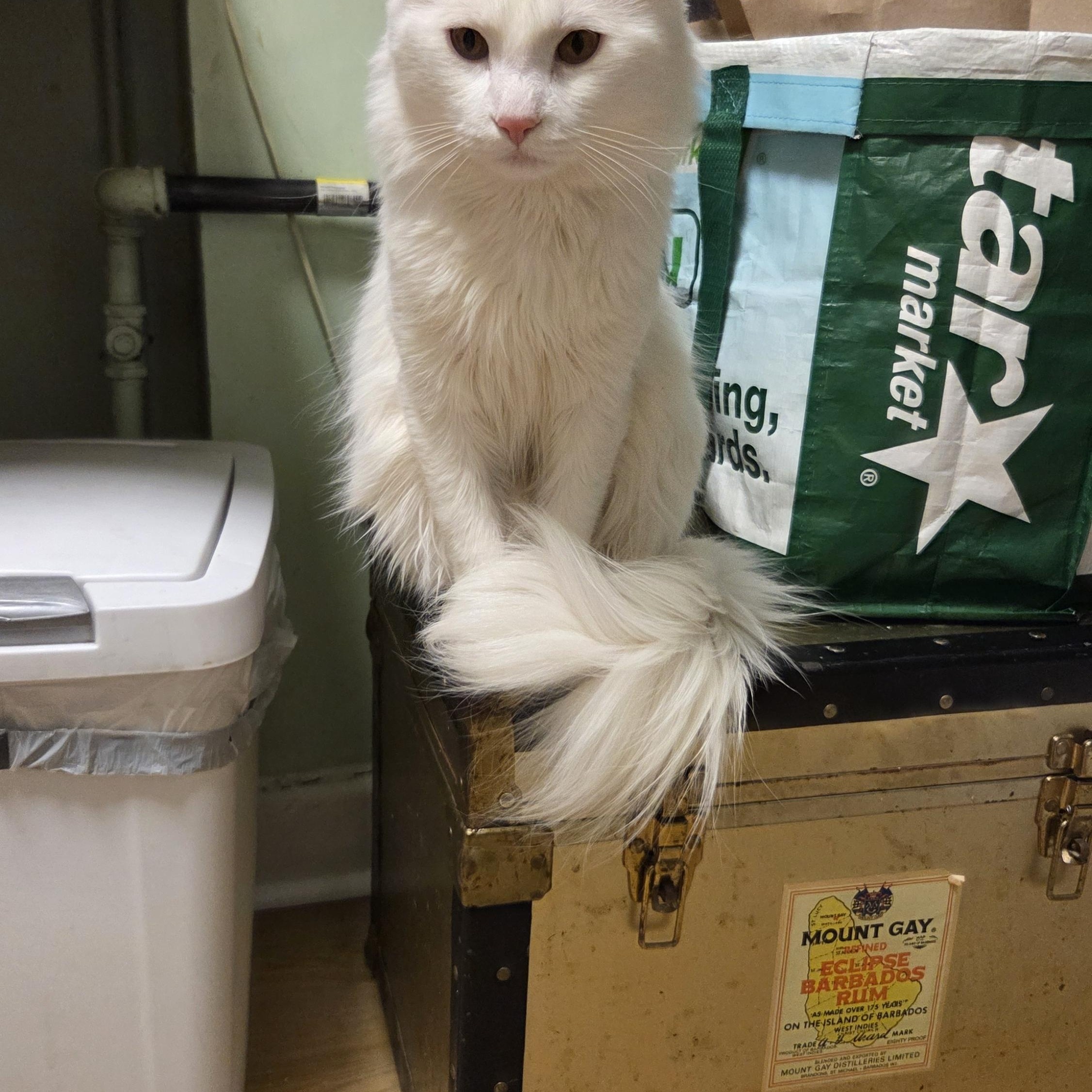Enlarge Nimbus, a ADOPTABLE Domestic Medium Hair in Melrose, MA image 4/6