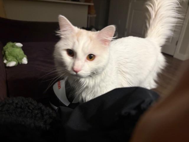 Enlarge Nimbus, a ADOPTABLE Domestic Medium Hair in Melrose, MA image 3/6